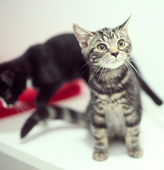 striped kitten looking curiously at the camera with a black cat in the background playful kittens 14 months