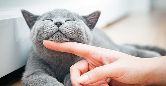 happy gray cat being petted with a finger showcasing delightful moments of pet ownership and kitten care tips