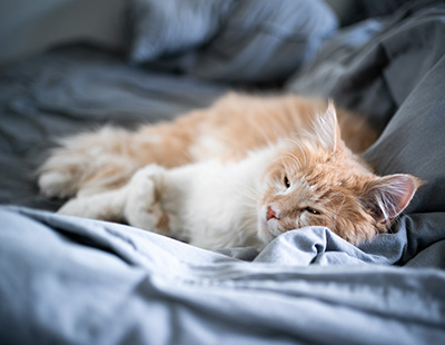 fluffy orange and white cat relaxing on gray bed linens while enjoying a peaceful nap perfect for cozy moments with pets 15 cute cats 15 ways to relax 15 pet tips