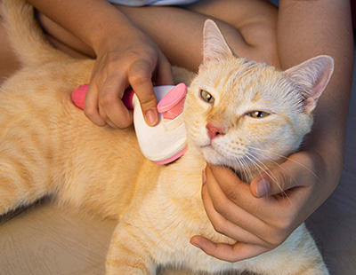 person grooming a relaxed orange cat with a grooming tool for 24 hour pet care