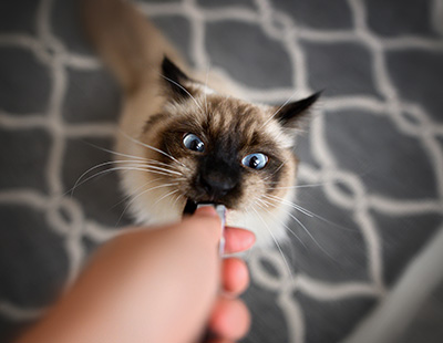 cat with striking blue eyes pulling on a string toy with human hand playful 21st century pet interactions