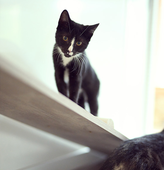 black and white cat on a wooden shelf showcasing playful behavior a pet cat's charming personality and features in a cozy environment 27 adorable moments with cats