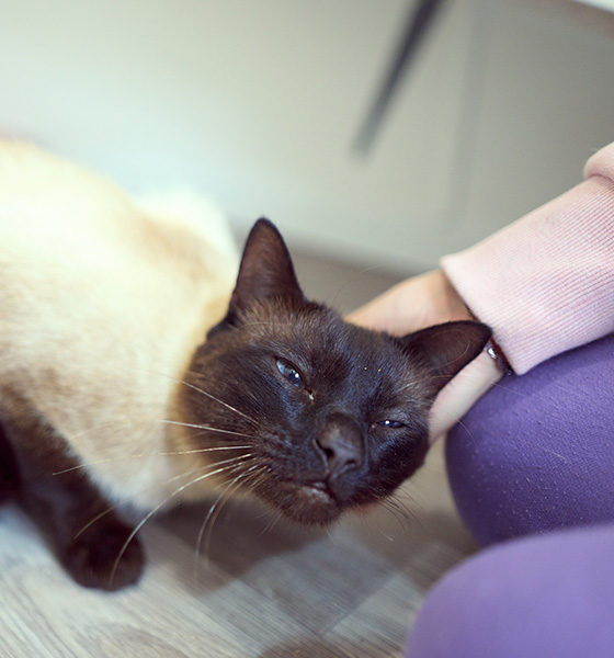 siamese cat being petted by a person with purple pants in a cozy home setting showcasing the joy of companionship and love for pets ten adorable moments
