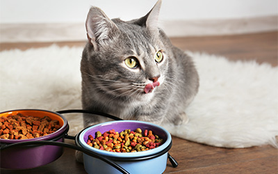grey cat sitting next to two bowls of cat food on a fluffy rug showing interest in meal options with a playful demeanor and healthy eating habits for 25 cat meals