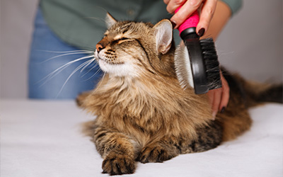 a person gently brushing a fluffy cat with a grooming brush emphasizing the importance of proper grooming for pet care and highlighting the beauty of 28 different pet breeds
