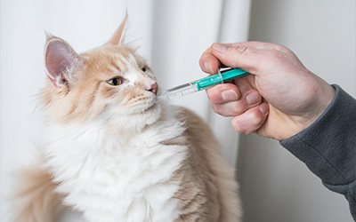 person administering medicine to a cat indoors demonstrating proper care for pets highlighting the importance of health treatments in 33 pet owners