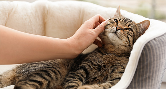 person gently petting a relaxed tabby cat in a cozy bed showcasing comfort and companionship related to 36 unique cat breeds