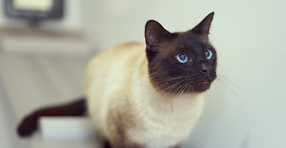 Siamese cat with striking blue eyes looking curiously with nine distinct features in its appearance
