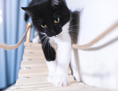 black and white kitten walking on a wooden bridge with playful expression and agile movements showcasing feline agility and charm 23 attributes
