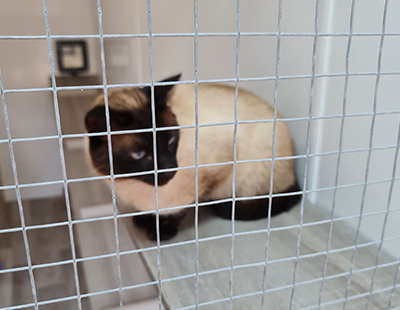 Siamese cat sitting on a shelf behind wire mesh with calm demeanor in a cozy indoor space ideal for 16 pet lovers