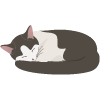 a cozy gray and white cat curled up sleeping peacefully on a soft surface ideal for relaxing moments on the 31st day